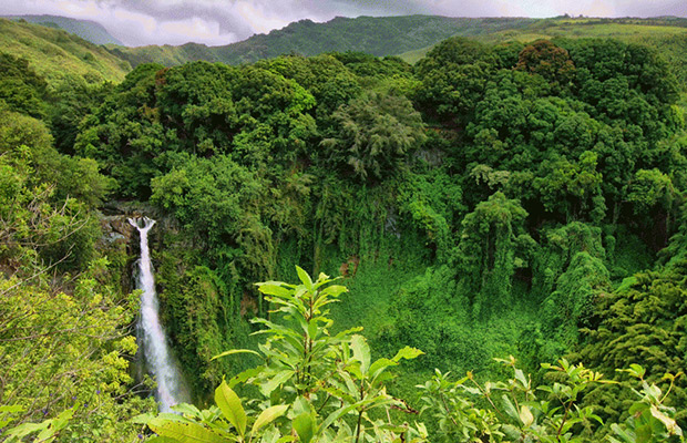 Norng Kabat Forest